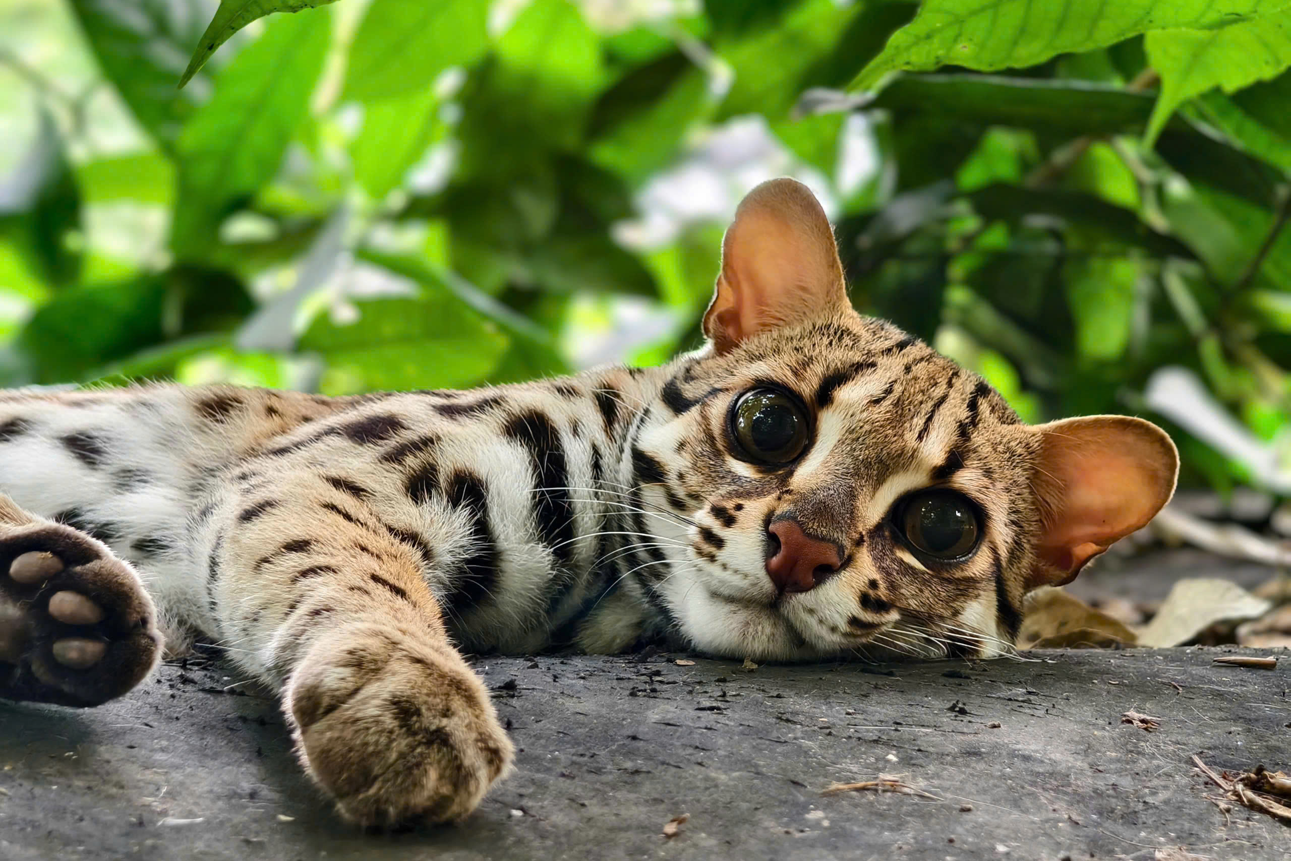 Adopt An the Masked Palm Civet 8 z6997307493468 9827a64b5a4e22970270c1e2baa50928 1