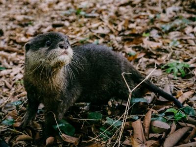 Otters-banner