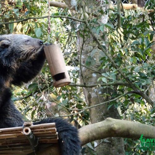 SVW_Pics (12)_Binturong