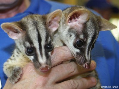 Hai bé cầy văn sinh ra tại sở thú Newsquay Zoo