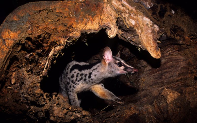 civet1_Matt-Maran-1024x731