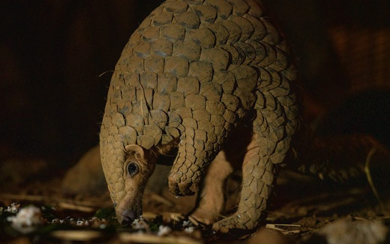 pangolin-3