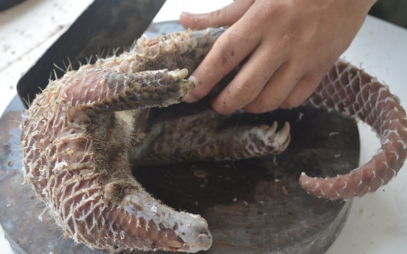 pangolin-meat